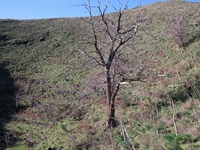 nte Mojo-30122011 037